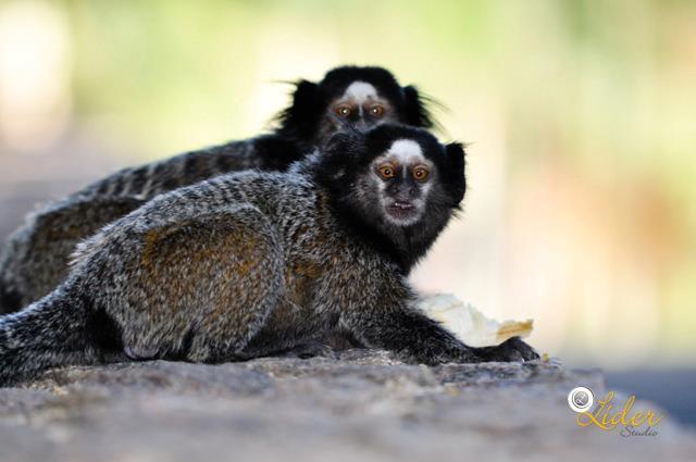Hotel E Pousada Recanto Do Rio Pardo サン・ジョゼー・ド・リオ・パルド エクステリア 写真