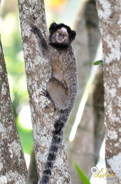Hotel E Pousada Recanto Do Rio Pardo サン・ジョゼー・ド・リオ・パルド エクステリア 写真