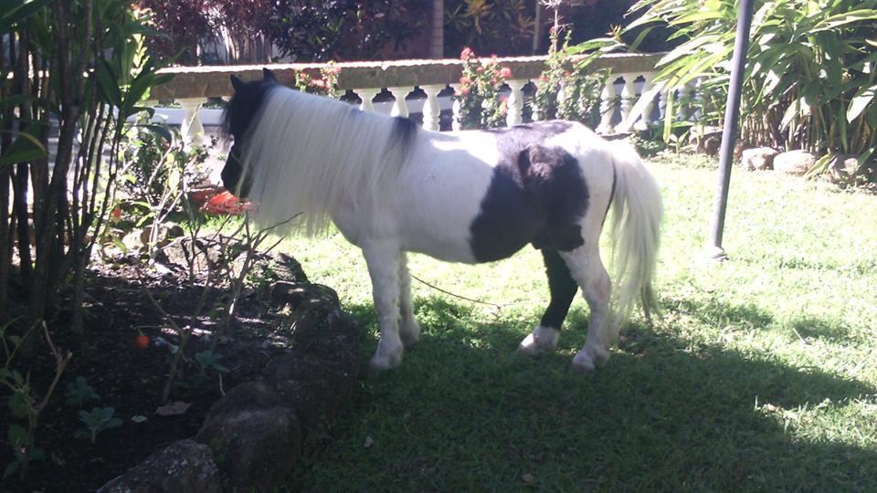Hotel E Pousada Recanto Do Rio Pardo サン・ジョゼー・ド・リオ・パルド エクステリア 写真